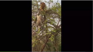 [VIDEO] Hổ đói leo cây tóm 'trượt' chú khỉ thông minh
