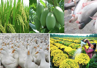Đồng Tháp: Hiệu quả từ mô hình tái cơ cấu ngành nông nghiệp
