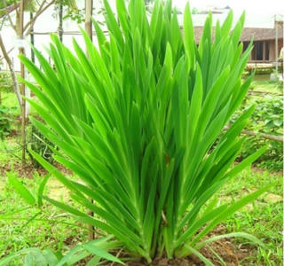 Phòng ngừa và chữa trị viêm họng, đau rát họng