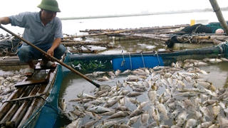 Hà Tĩnh: Cá và hàu chết hàng loạt, thiệt hại tiền tỷ