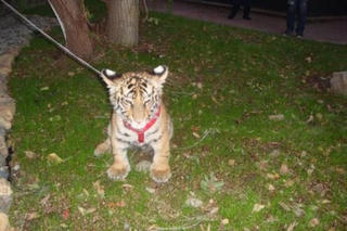 Người đàn ông thản nhiên dắt hổ đi dạo như... thú cưng