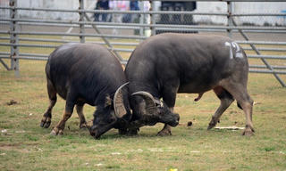 Dừng tổ chức Lễ hội chọi trâu Phúc Thọ 2016