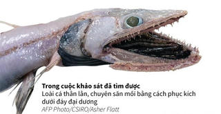 [Infographics] Hơn 100 loài cá quý hiếm được kéo lên từ đáy của biển