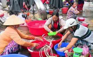 Giá cá linh đầu mùa đạt mức cao kỷ lục