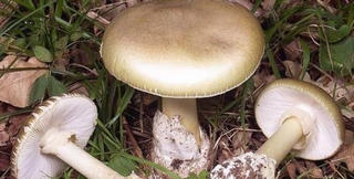 9 người ở Yên Bái nhập viện cấp cứu sau khi ăn nấm rừng