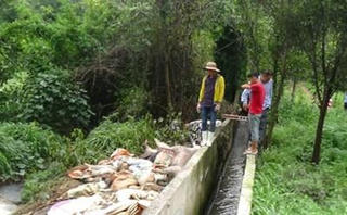 Công ty nông sản vứt hàng trăm xác heo chết ra môi trường