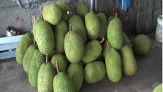 Giá mít ở ĐBSCL tăng cao