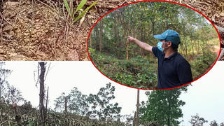 Lỏng lẻo quản lý đất lâm nghiệp, dân chịu thiệt