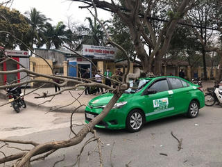 Dừng trả khách, taxi Mai Linh bị cành cây đè bẹp dúm