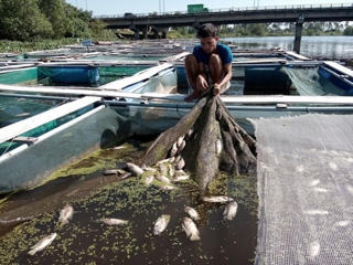 Cá chết hàng loạt, người dân điêu đứng