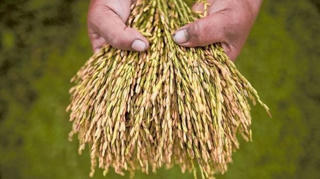 Phát hiện khoa học: Năng suất mùa màng phụ thuộc vào... lá cây