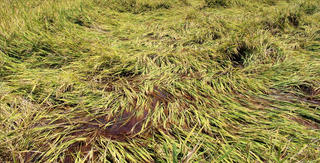 Bồi lấp mương, gần 2 ha lúa bị ngập nước