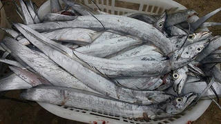 Ngư dân Phú Yên trúng đậm