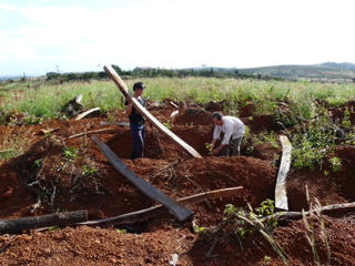 Hàng nghìn gốc tiêu của dân bị phá bỏ