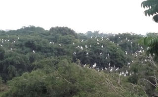 Vườn cò trong phố