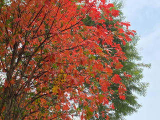 Xao xuyến Hà Nội nhuộm vàng trong mùa lộc vừng thay lá