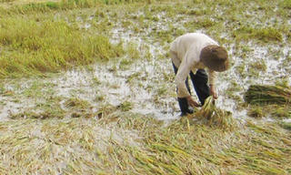 Hậu Giang thiệt hại hơn 2.000 ha lúa do mưa bão
