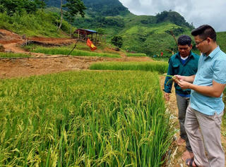 Người Mày đầu tiên cõng lúa nước về bản