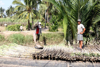 Thiếu trầm trọng lao động, 1.700 ha mía vẫn chưa thể thu hoạch