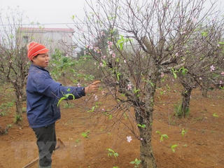 Nông dân Nghệ An đứng ngồi không yên vì đào phai nở sớm
