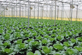 Nhiều thách thức với phát triển nông sản hữu cơ