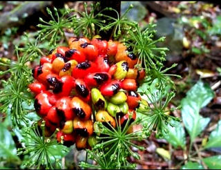 Sâm Ngọc Linh, ‘Quốc bảo’ của Việt Nam - Kỳ 2: Bảo tồn và phát triển cây sâm Ngọc Linh