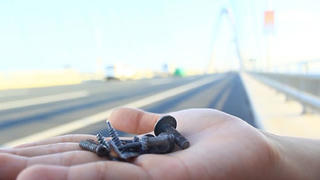 Nghiêm trị các đối tượng rải đinh trên quốc lộ 51