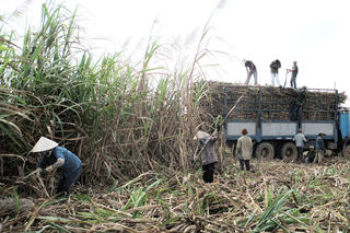Gia Lai: Đồng bào dân tộc góp đất xây dựng cánh đồng mía lớn