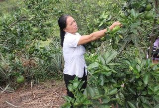 Người đóng nhiều vai