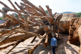 Làm rõ phản ánh xe chở 3 cây cổ thụ 'khủng' có dấu hiệu vi phạm pháp luật