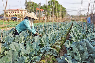 Phát triển vụ Đông 2015 như một vụ chính