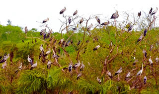 Giữ gìn đa dạng sinh học vì ‘Bạc Liêu xanh’