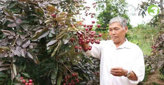 Nhiều thương lái về Sóc Trăng lùng mua giống nhãn tím