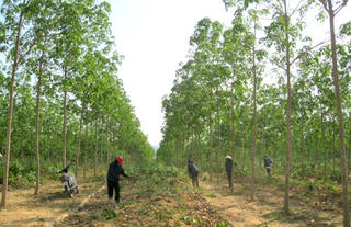 Chuyển đổi 50.000 ha rừng sang trồng cao su: Doanh nghiệp phớt lờ cam kết với tỉnh