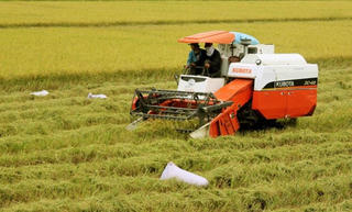 Mô hình cánh đồng mẫu lớn chỉ sống được khi hài hòa lợi ích giữa các bên