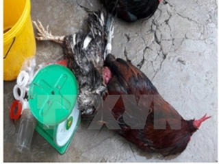 Hải Phòng: Đột kích, phá tụ điểm đá gà ăn tiền quy mô lớn