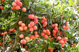 Những trái vải đầu mùa