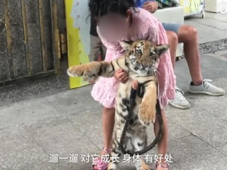 Cô bé 9 tuổi hàng ngày dẫn hổ đi chơi