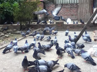 Quy trình kỹ thuật  nuôi bồ câu Pháp