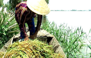 Vỡ đê bao ở Đồng Tháp, hơn 148 ha lúa bị nhấn chìm