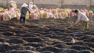 Khi giá nông sản ‘nhảy múa’