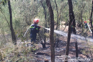 Kịp thời dập tắt đám cháy rừng thông Tam Tiến