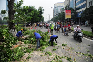 Hà Nội tiếp tục dịch chuyển 130 cây xanh