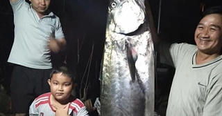 [VIDEO] Xôn xao câu chuyện cần thủ tóm gọn con cá 'khủng' bơi lạc vào bờ