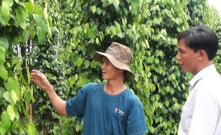 Vươn lên từ nguồn vốn chính sách