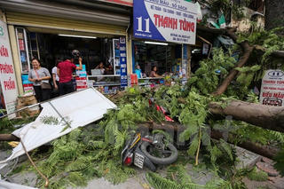 Hà Nội: Cây xanh bất ngờ gãy đổ giữa đường, nhiều người thoát hiểm