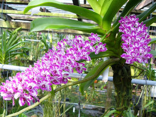 Hoa Phong lan