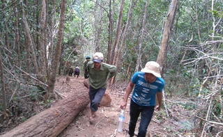 Bất chấp nổ súng, lâm tặc vẫn manh động cướp gỗ