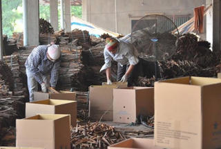 Tưng bừng lễ hội quế Văn Yên - Yên Bái