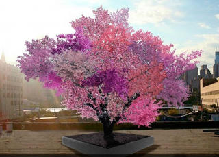 [ẢNH] 15 loài cây tự nhiên đẹp nhất thế giới